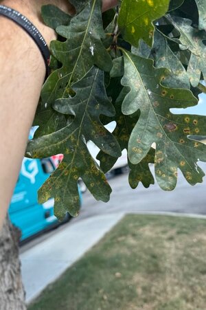 IMG_1416.jpeg