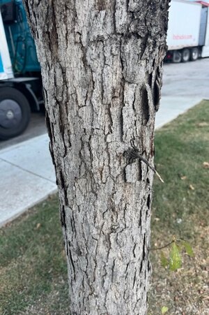 IMG_1417.jpeg