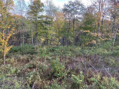 IMG_7774 (1200 x 900).jpg