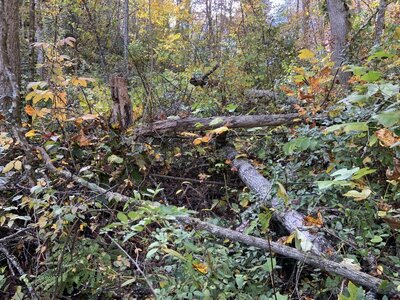 IMG_7806 (1200 x 900).jpg