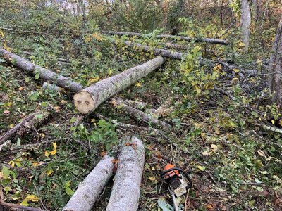 IMG_7809 (1200 x 900).jpg