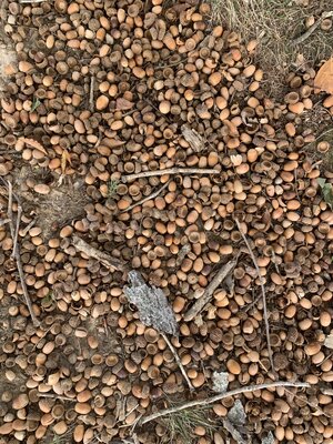 IMG_5980.jpeg IMG_5980.jpeg