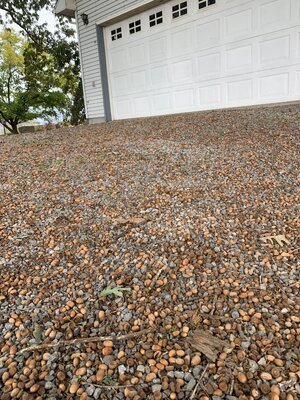 IMG_5981.jpeg IMG_5981.jpeg