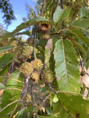 IMG_5986.jpeg IMG_5986.jpeg