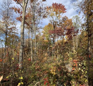 IMG_7924 (1200 x 1105).jpg