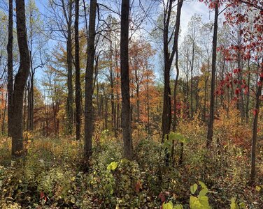 IMG_7927 (1200 x 958).jpg