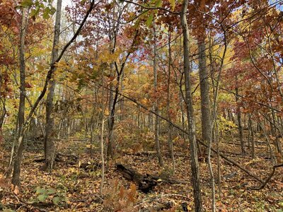 IMG_7932 (1200 x 900).jpg