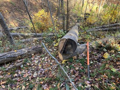 IMG_7944 (1200 x 900).jpg