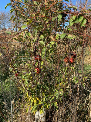 IMG_5453.jpeg IMG_5453.jpeg