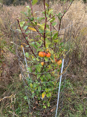 IMG_3497.JPG IMG_3497.JPG