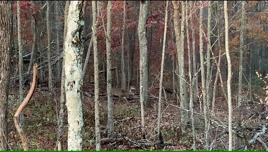 passed buck (1200 x 680).jpg