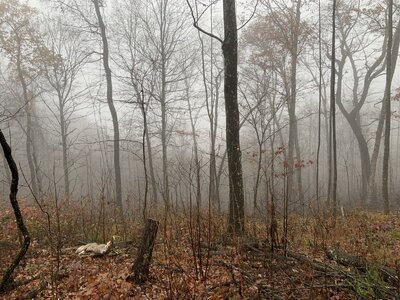 IMG_8103 (1200 x 900).jpg