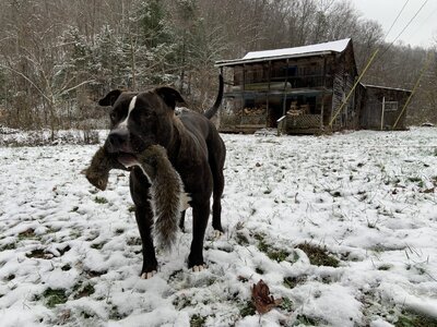 IMG_8227 (1200 x 900).jpg IMG_8227 (1200 x 900).jpg