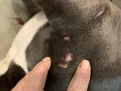 IMG_8230 (1200 x 900).jpg IMG_8230 (1200 x 900).jpg