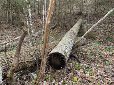 IMG_8434 (1200 x 900).jpg