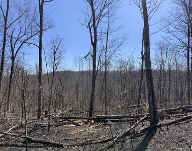 IMG_9260 (1200 x 943).jpg