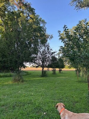 Brow tine orchard.JPG