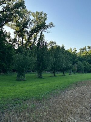 Brow tine orchard1.JPG