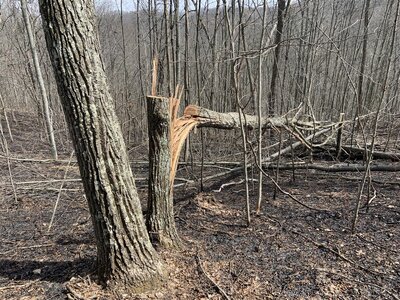 IMG_9306 (1200 x 900).jpg