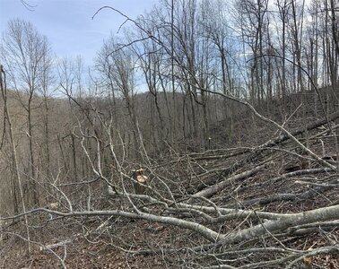 IMG_9338 (1200 x 953).jpg