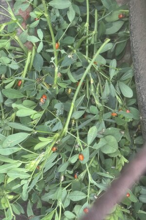 IMG_2159.jpeg