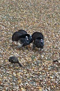 IMG_5378.jpeg
