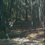 buckdeer85
