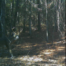 buckdeer85