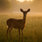 iwantitinbuck