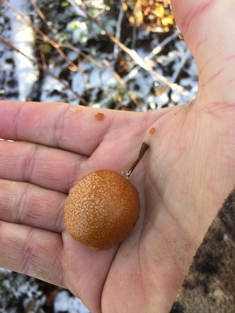 pyrus calleryana fruit