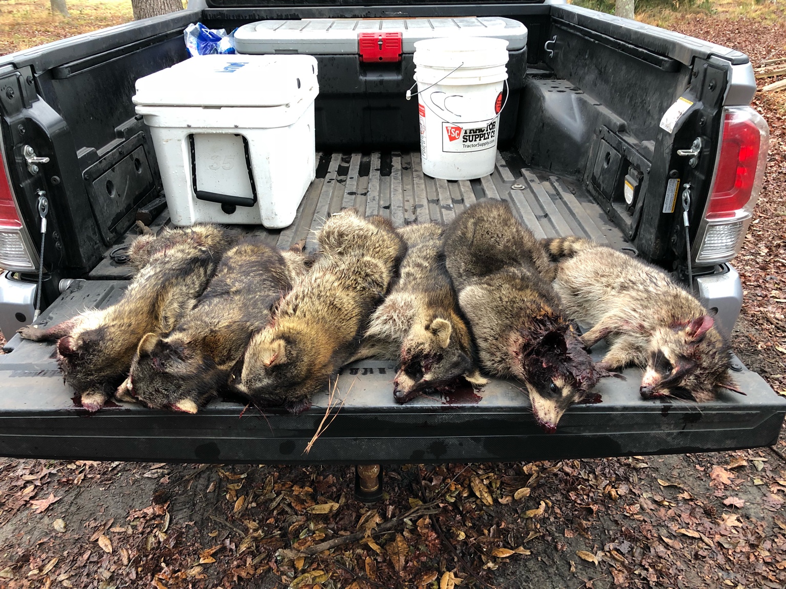 Trapping coons  Deer Hunter Forum
