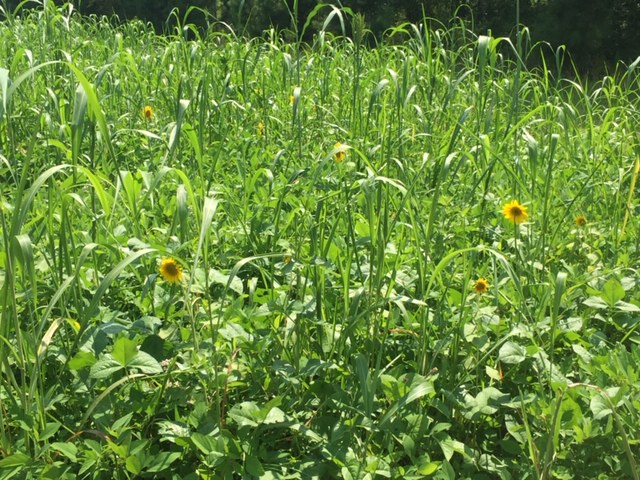 IMG-1867.jpg