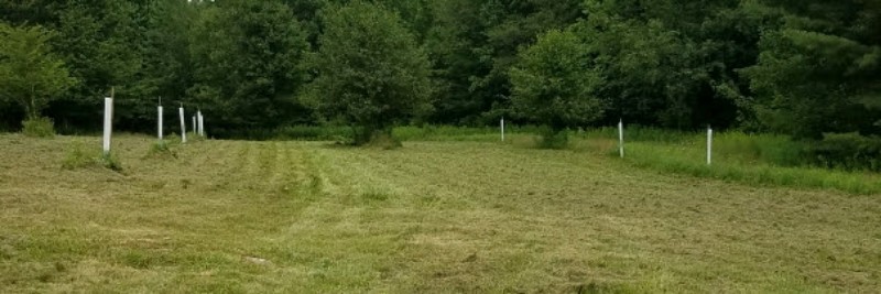 2017clover-800x267.jpg