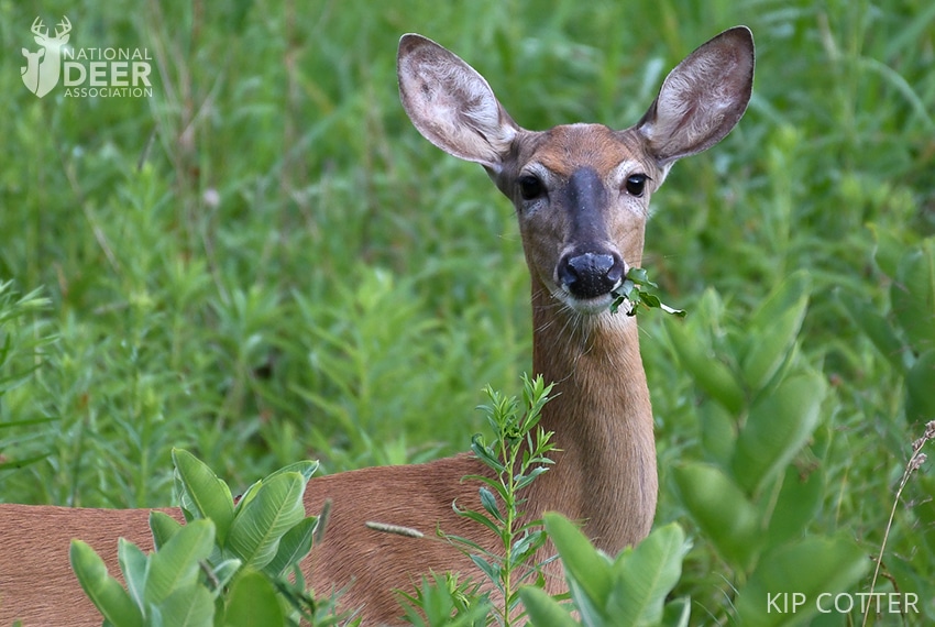 deerassociation.com