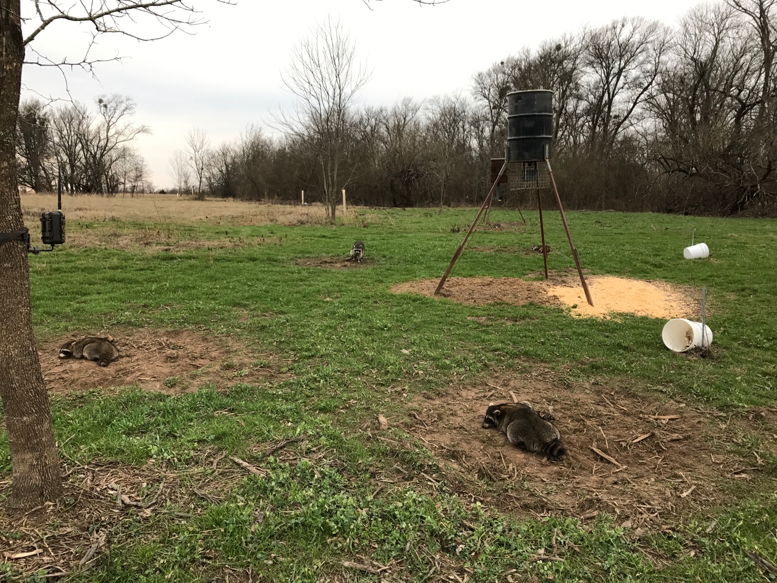 Dog Proof Raccoon Set - Trapping Dry Land