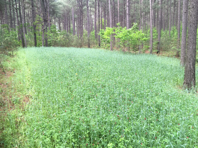 Micro Food Plots